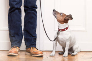 5 HVAC Maintenance Tips for Pet Owners